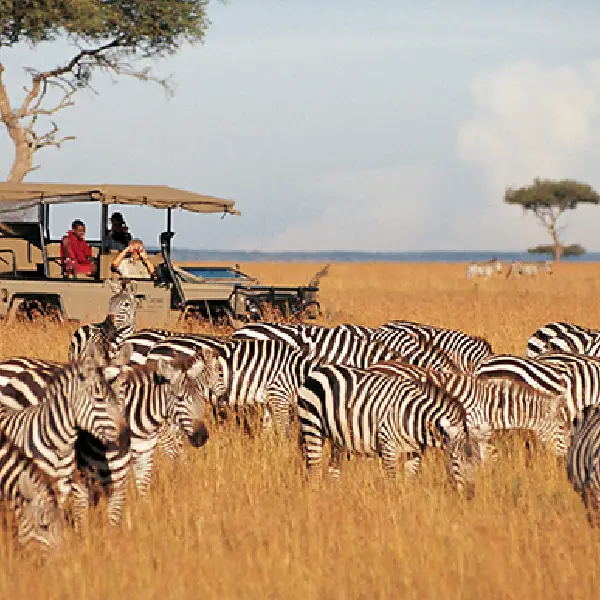 6 DAYS MASAI MARA / LAKE NAKURU/ SAMBURU PRIVATE SAFARI